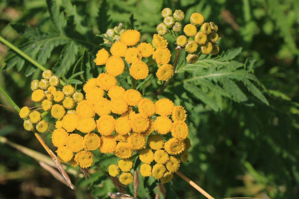 Пижма обыкновенная — цветки (Tanacetum vulgare)