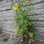 Пижма обыкновенная — общий вид (Tanacetum vulgare)