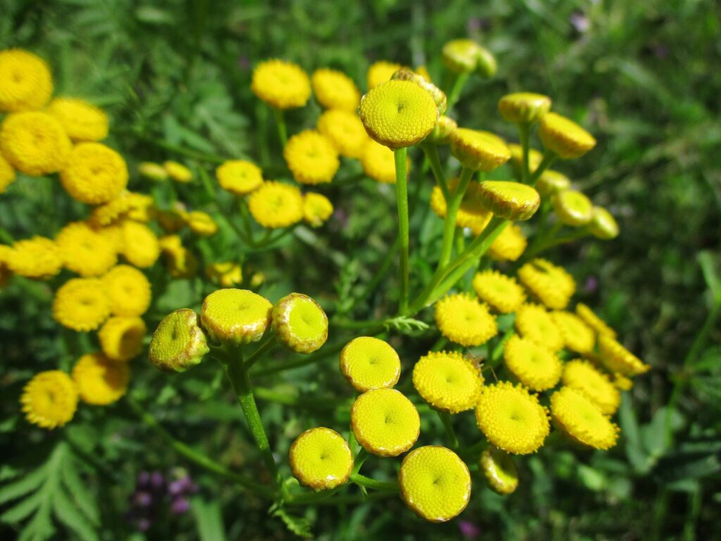 Пижма обыкновенная — общий вид (Tanacetum vulgare)