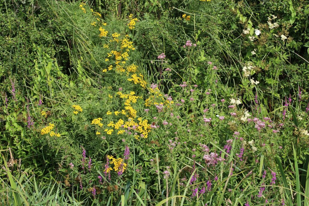 Пижма обыкновенная — общий вид (Tanacetum vulgare)