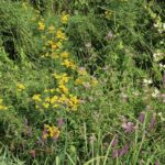 Пижма обыкновенная — общий вид (Tanacetum vulgare)