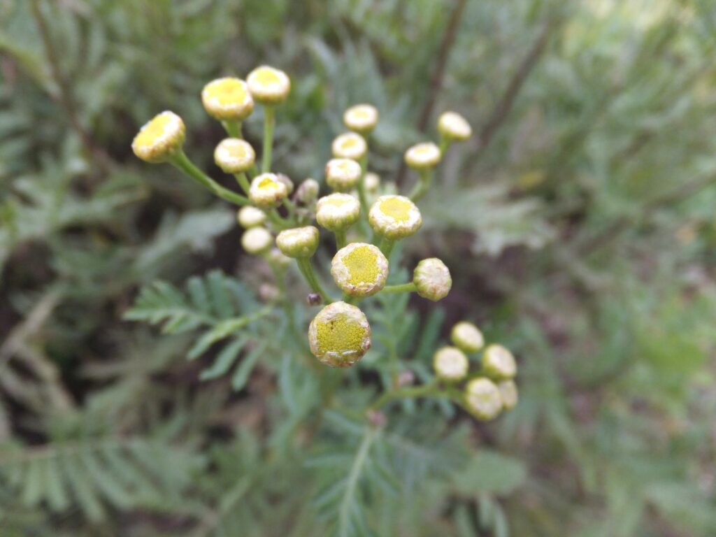 Пижма обыкновенная — общий вид (Tanacetum vulgare)