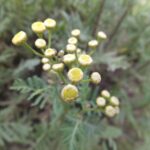 Пижма обыкновенная — общий вид (Tanacetum vulgare)