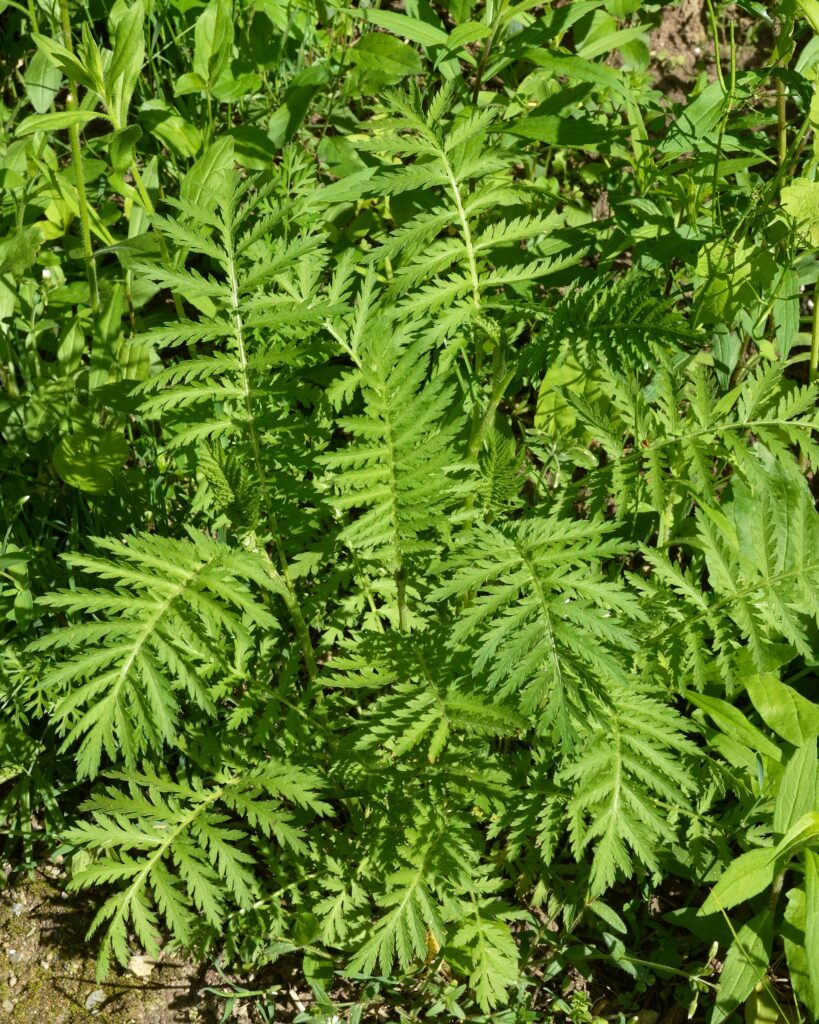 Пижма обыкновенная — общий вид (Tanacetum vulgare)