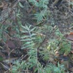 Пижма обыкновенная (Tanacetum vulgare)