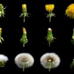 Одуванчик лекарственный — общий вид (Taraxacum officinale)