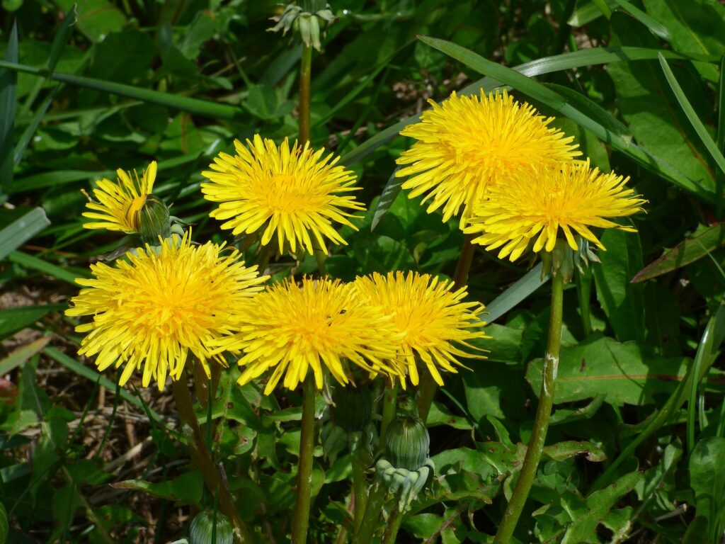 Одуванчик лекарственный — плоды (Taraxacum officinale)