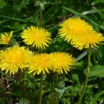 Одуванчик лекарственный — плоды (Taraxacum officinale)