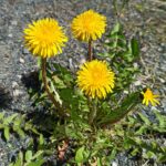 Одуванчик лекарственный — общий вид (Taraxacum officinale)