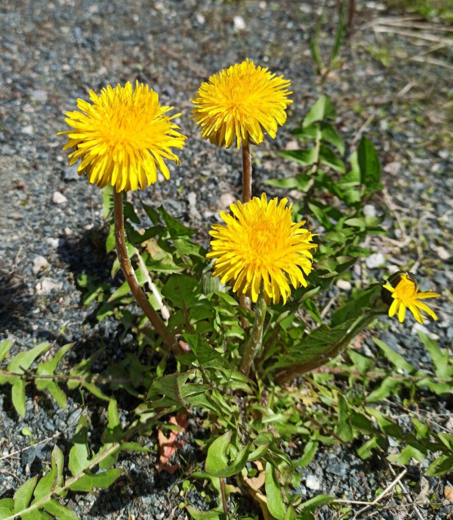 Одуванчик лекарственный — общий вид (Taraxacum officinale)