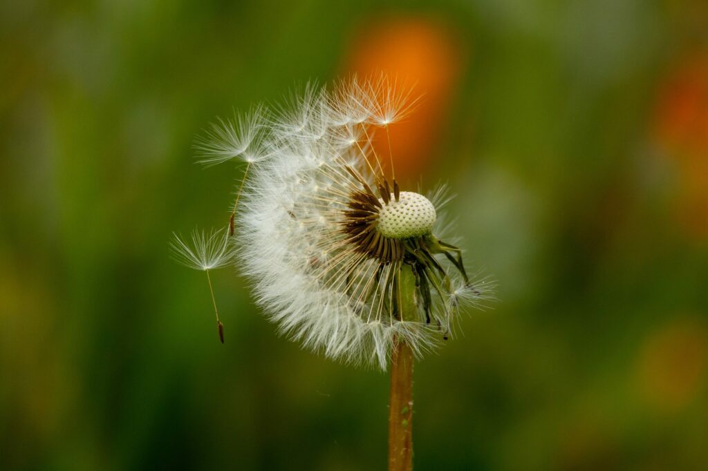 Одуванчик лекарственный — общий вид (Taraxacum officinale)
