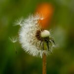 Одуванчик лекарственный — общий вид (Taraxacum officinale)