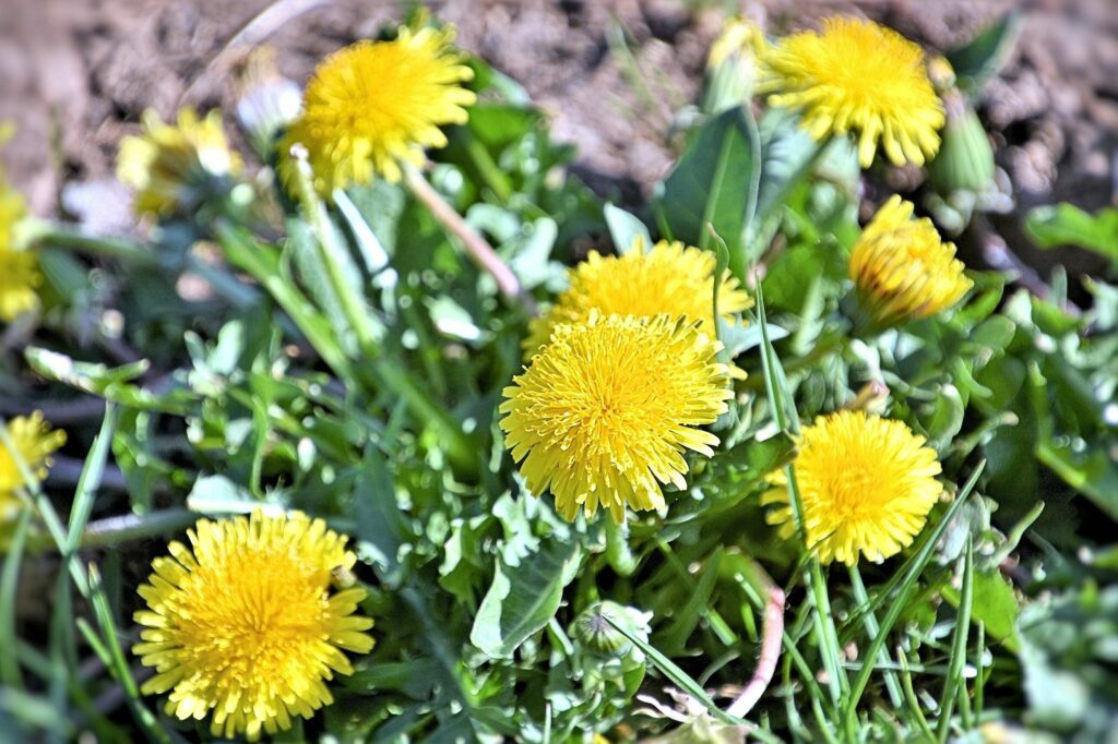 Одуванчик лекарственный — цветки (Taraxacum officinale)
