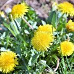 Одуванчик лекарственный — цветки (Taraxacum officinale)