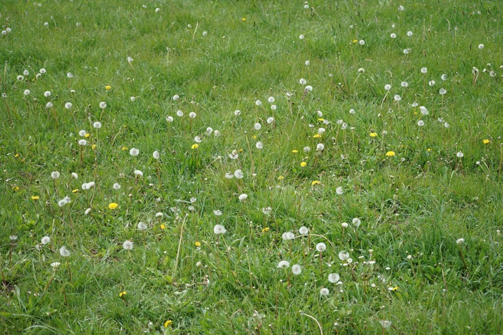 Одуванчик лекарственный — общий вид (Taraxacum officinale)