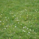 Одуванчик лекарственный — общий вид (Taraxacum officinale)