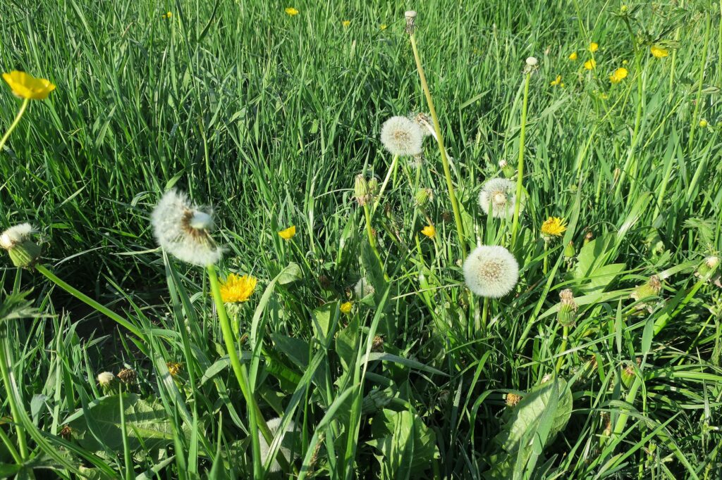 Одуванчик лекарственный — общий вид (Taraxacum officinale)