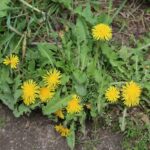Одуванчик лекарственный — цветки (Taraxacum officinale)