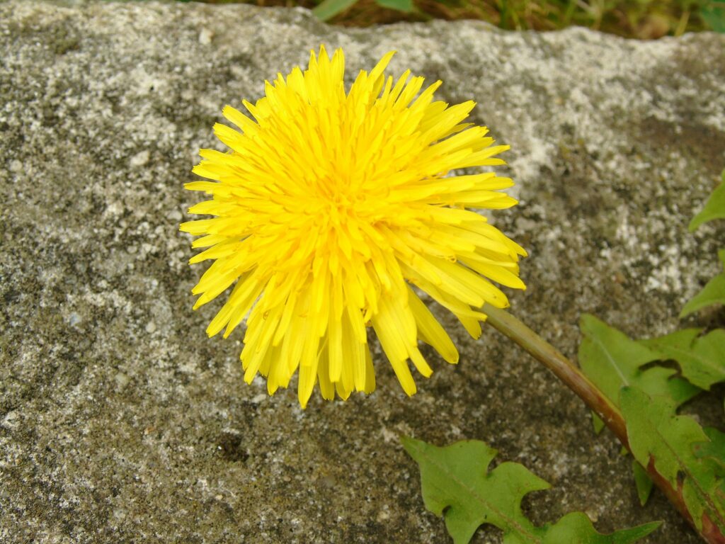 Одуванчик лекарственный — общий вид (Taraxacum officinale)