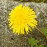 Одуванчик лекарственный — общий вид (Taraxacum officinale)