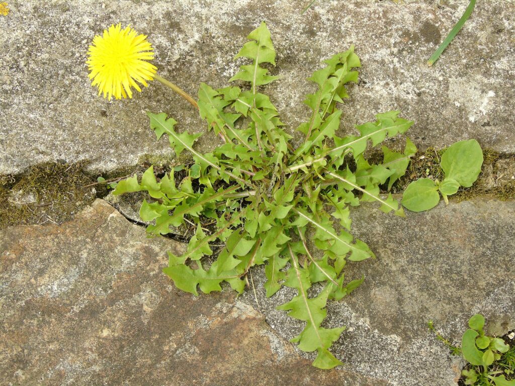 Одуванчик лекарственный — общий вид (Taraxacum officinale)