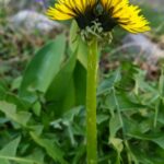 Одуванчик лекарственный (Taraxacum officinale)