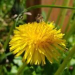Одуванчик лекарственный (Taraxacum officinale)