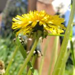 Одуванчик лекарственный (Taraxacum officinale)