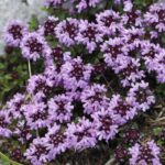 Чабрец ползучий — общий вид (Thymus serpyllum)