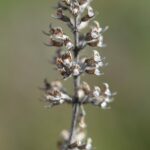 Чабрец ползучий — плоды (Thymus serpyllum)