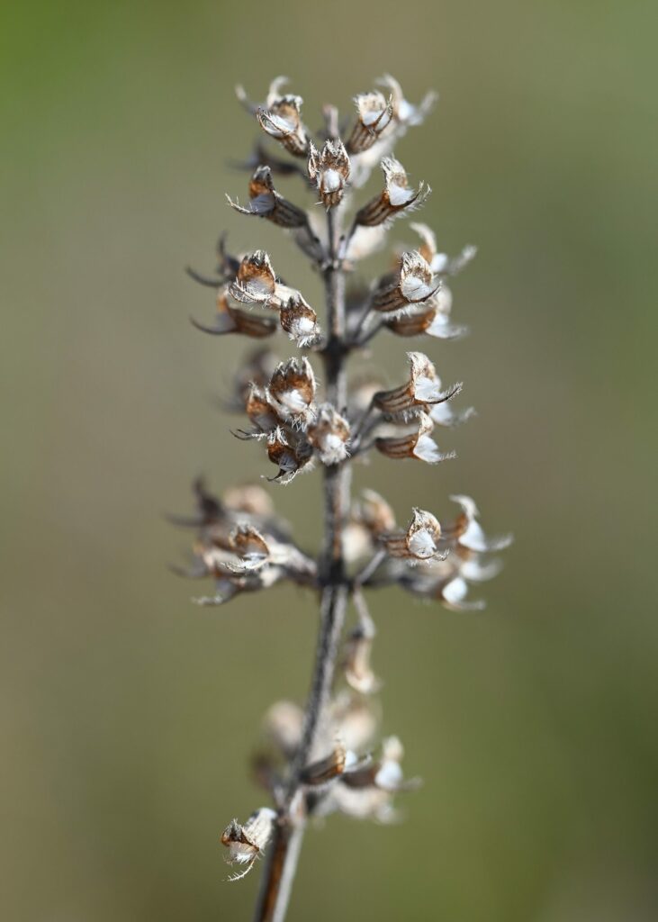 Чабрец ползучий — плоды (Thymus serpyllum)