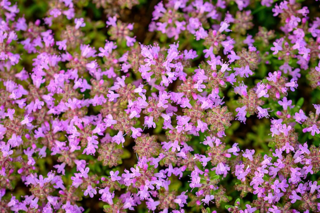 Чабрец ползучий — общий вид (Thymus serpyllum)