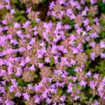 Чабрец ползучий — общий вид (Thymus serpyllum)