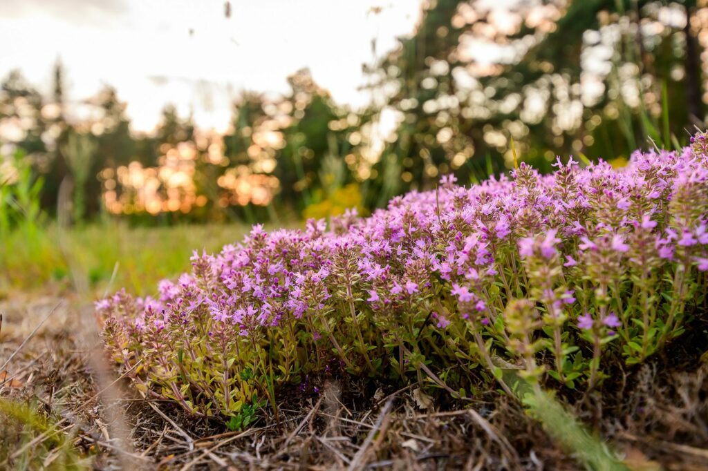 Чабрец ползучий — общий вид (Thymus serpyllum)