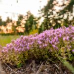 Чабрец ползучий — общий вид (Thymus serpyllum)
