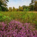 Чабрец ползучий — общий вид (Thymus serpyllum)
