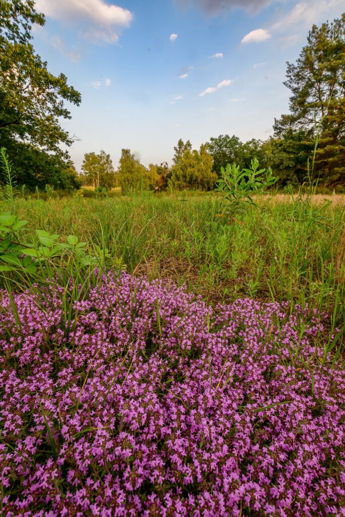 Чабрец ползучий — общий вид (Thymus serpyllum)