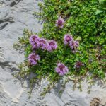 Чабрец ползучий — общий вид (Thymus serpyllum)