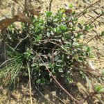 Чабрец ползучий — общий вид (Thymus serpyllum)