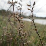 Чабрец ползучий — общий вид (Thymus serpyllum)