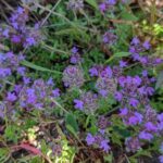 Чабрец ползучий (Thymus serpyllum)