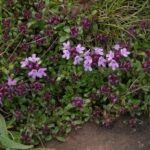 Чабрец ползучий (Thymus serpyllum)