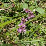 Чабрец ползучий (Thymus serpyllum)
