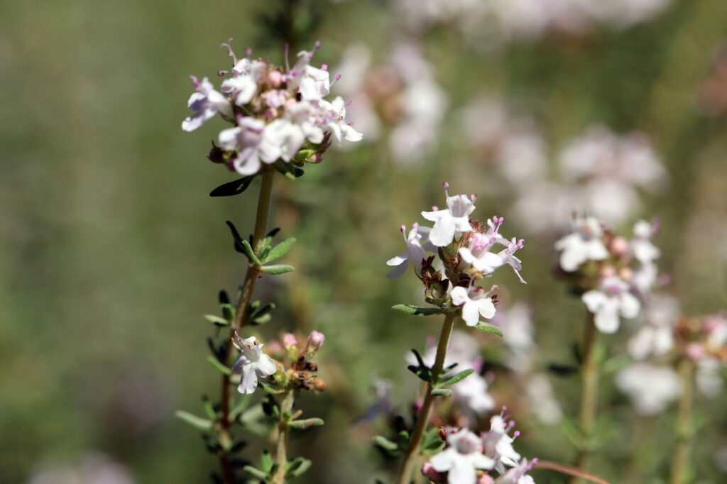 Тимьян обыкновенный — цветки (Thymus vulgaris)