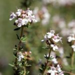 Тимьян обыкновенный — цветки (Thymus vulgaris)