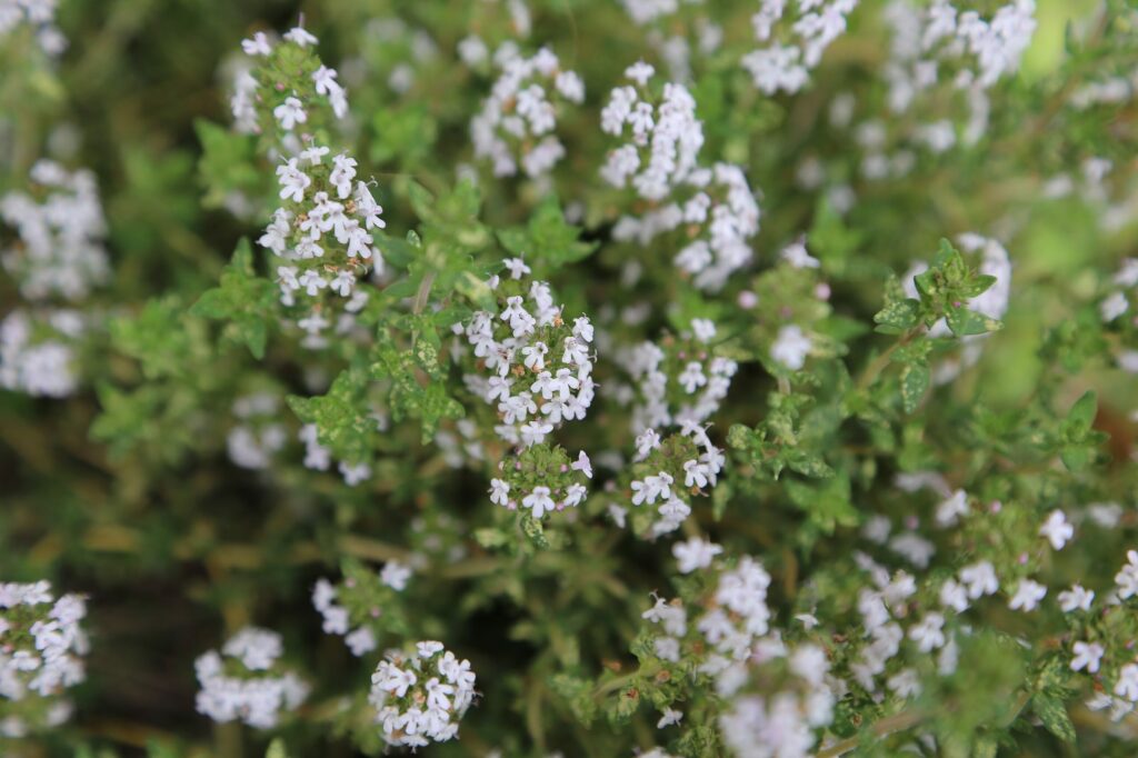 Тимьян обыкновенный — общий вид (Thymus vulgaris)