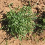 Тимьян обыкновенный (Thymus vulgaris)