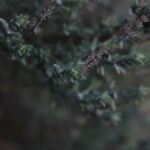 Тимьян обыкновенный (Thymus vulgaris)