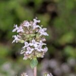 Тимьян обыкновенный (Thymus vulgaris)