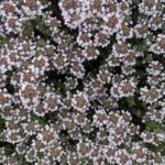 Тимьян обыкновенный (Thymus vulgaris)